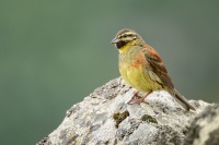 Strnad cvrcivy - Emberiza cirlus - Cirl Bunting 2819